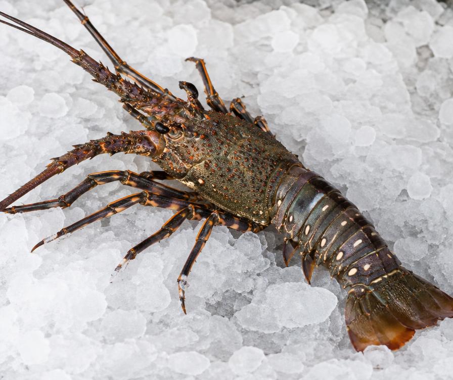 Lobsters — representative seafood image