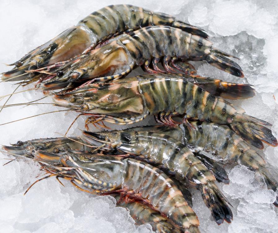 Tiger Prawns — representative seafood image